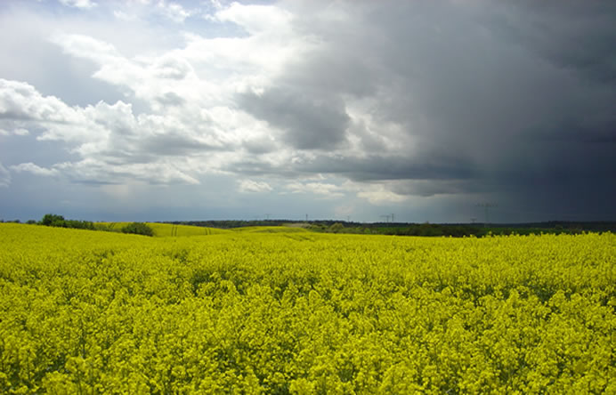 Die Energielieferanten der Zukunft. Rapsfelder 